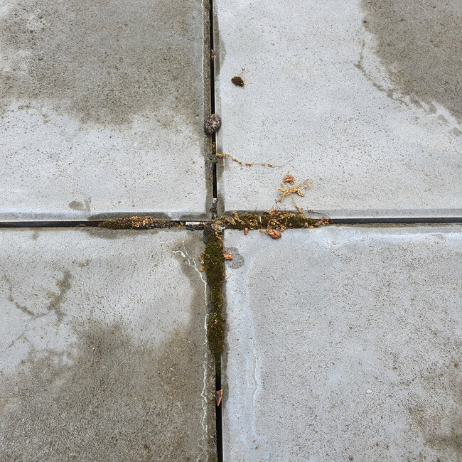 Von Moos bewachsene Fugen und Spalten der Platten auf der Terrasse